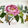Close-up of peony flower and Paeonia Moutan Shrubby Peony identifying text