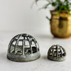 Two domed cage frog on a light background with a blurred plant in the background.