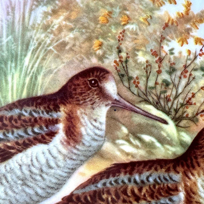 Detailed close-up of one snipe showing its long bill, brown patterned feathers, barred breast and painted eye.