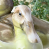 Close-up of the first duck's head, showing its long pale brown bill, dark eye, softly shaded face, and glossy yellow-green neck.