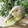 Close-up of the second duck's head in profile, showing its rounded brown crown, dark eye, gray-shaded bill, and pale yellow-green neck.